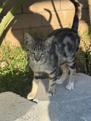 Found/Stray Female Cat last seen Sierra and Slover , Fontana, CA 92337
