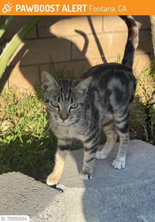 Found/Stray Female Cat last seen Sierra and Slover , Fontana, CA 92337