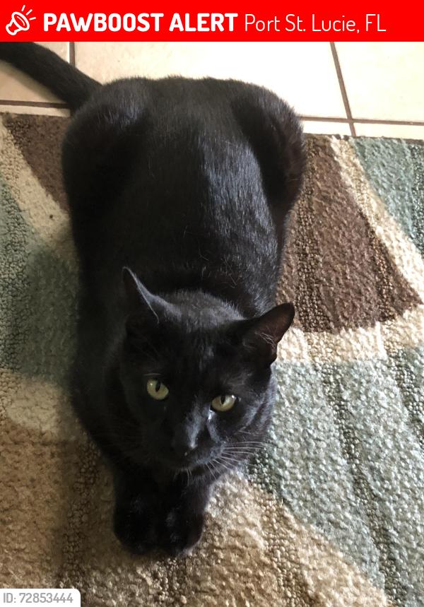 Lost Male Cat last seen Riomar drive, prima vista, US 1, Port St. Lucie, FL 34952