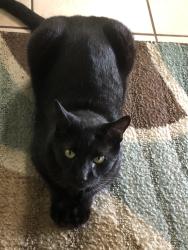 Lost Male Cat last seen Riomar drive, prima vista, US 1, Port St. Lucie, FL 34952