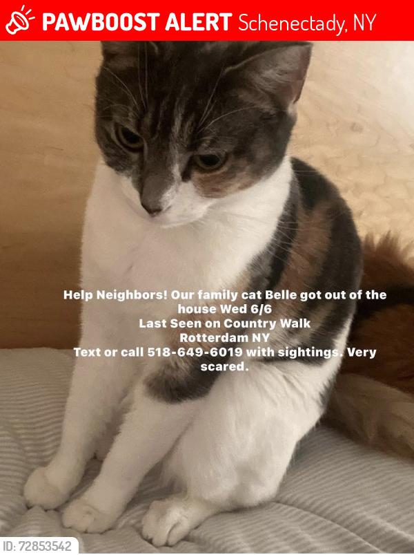 Lost Female Cat last seen Spring blossom, Schenectady, NY 12306