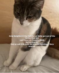 Lost Female Cat last seen Spring blossom, Schenectady, NY 12306