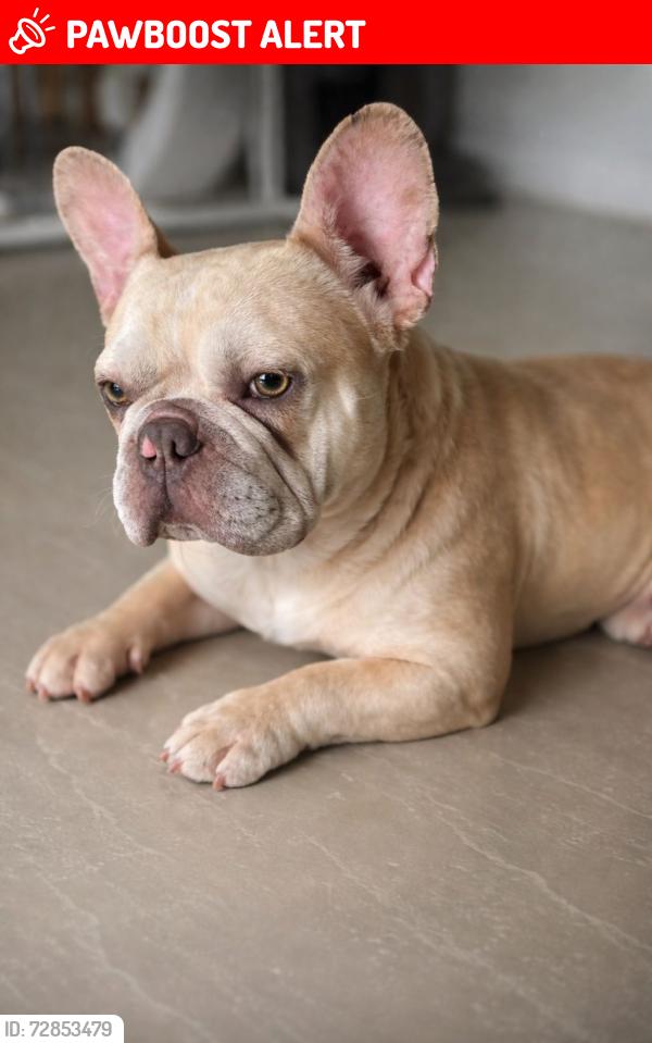 Lost Female Dog last seen Near NE 183rd st, North Miami Beach, FL 33179