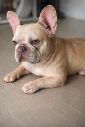 Lost Female Dog last seen Near NE 183rd st, North Miami Beach, FL 33179