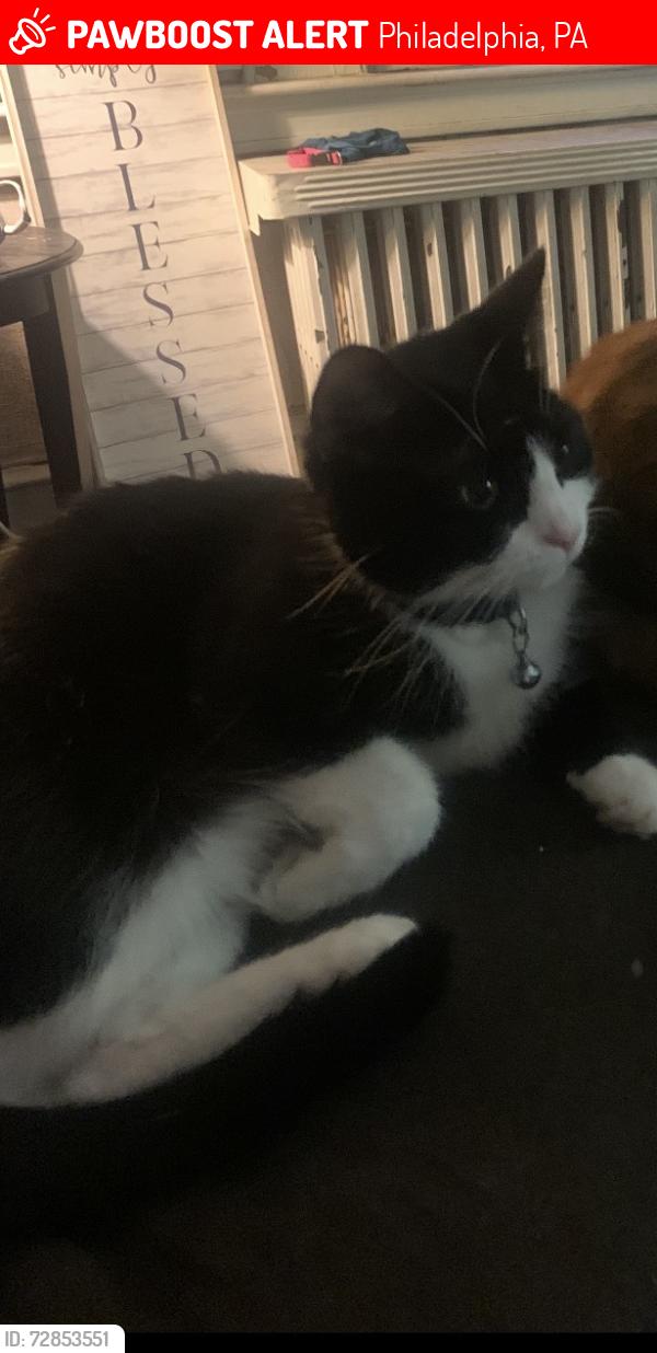 Lost Female Cat last seen Magee and lynford street , Philadelphia, PA 19149