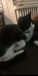 Lost Female Cat last seen Magee and lynford street , Philadelphia, PA 19149