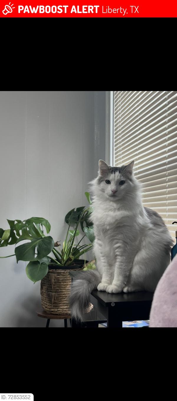 Lost Male Cat last seen Kipling and holly , Liberty, TX 77575