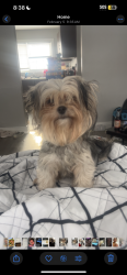 Lost Female Dog last seen Fairdale Rd, Louisville, KY 40118