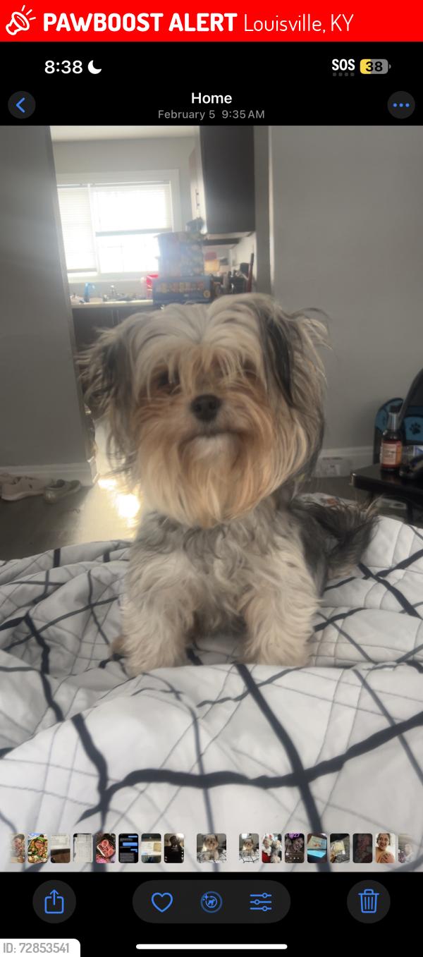 Lost Female Dog last seen Fairdale Rd, Louisville, KY 40118