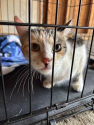 Found/Stray Unknown Cat last seen Crossing the apmt parking lot , Crown Point, IN 46307