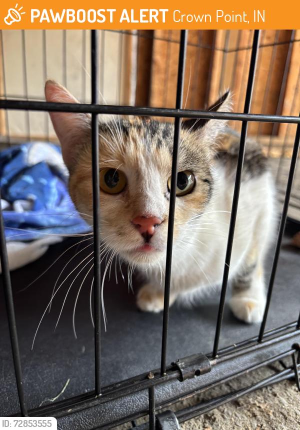 Found/Stray Unknown Cat last seen Crossing the apmt parking lot , Crown Point, IN 46307