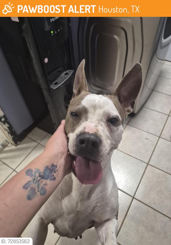 Found/Stray Female Dog last seen Westerland, Houston, TX 77063