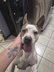 Found/Stray Female Dog last seen Westerland, Houston, TX 77063