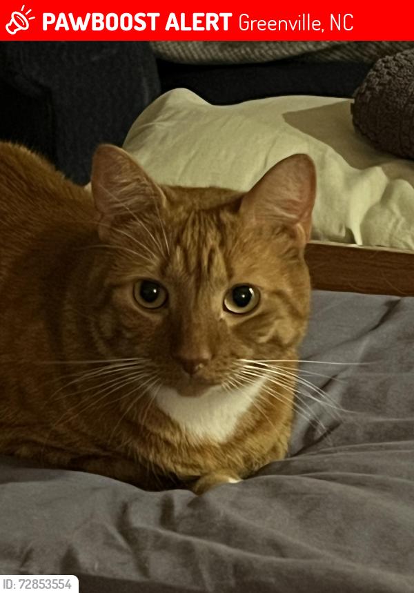Lost Male Cat last seen Cypress view drive Greenville nc, Greenville, NC 27858