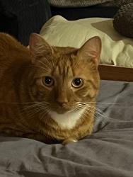 Lost Male Cat last seen Cypress view drive Greenville nc, Greenville, NC 27858