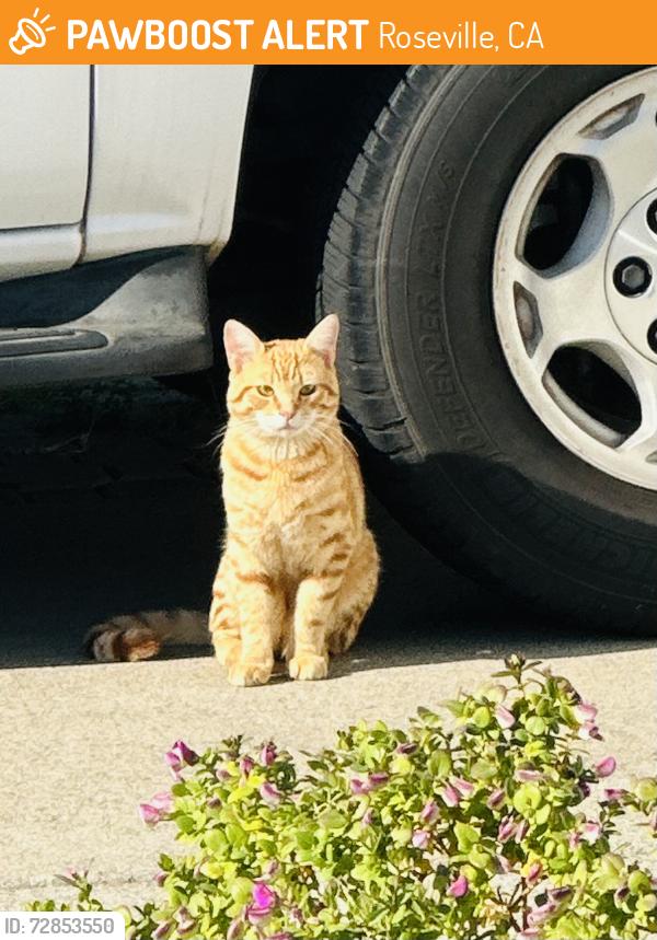 Found/Stray Male Cat last seen Acton way, Roseville, CA 95747