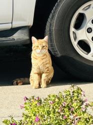 Found/Stray Male Cat last seen Acton way, Roseville, CA 95747