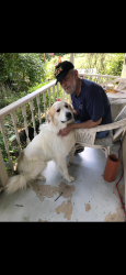 Lost Male Dog last seen Esquire drive , Chattanooga, TN 37343