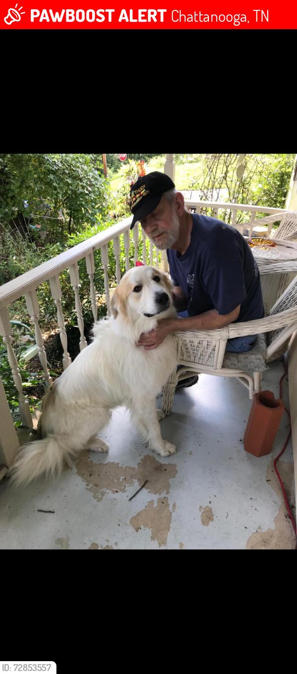 Lost Male Dog last seen Esquire drive , Chattanooga, TN 37343