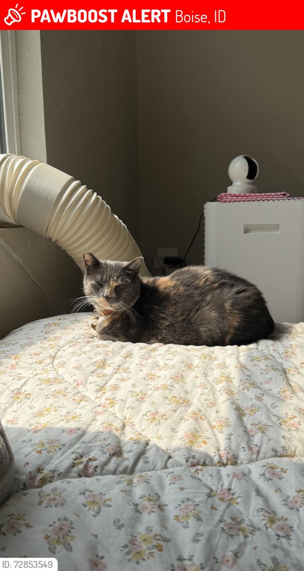 Lost Female Cat last seen orchard targee overland , Boise, ID 83705