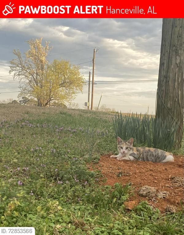 Lost Female Cat last seen Near Hanceville al, Hanceville, AL 35077