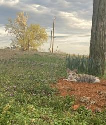 Lost Female Cat last seen Near Hanceville al, Hanceville, AL 35077