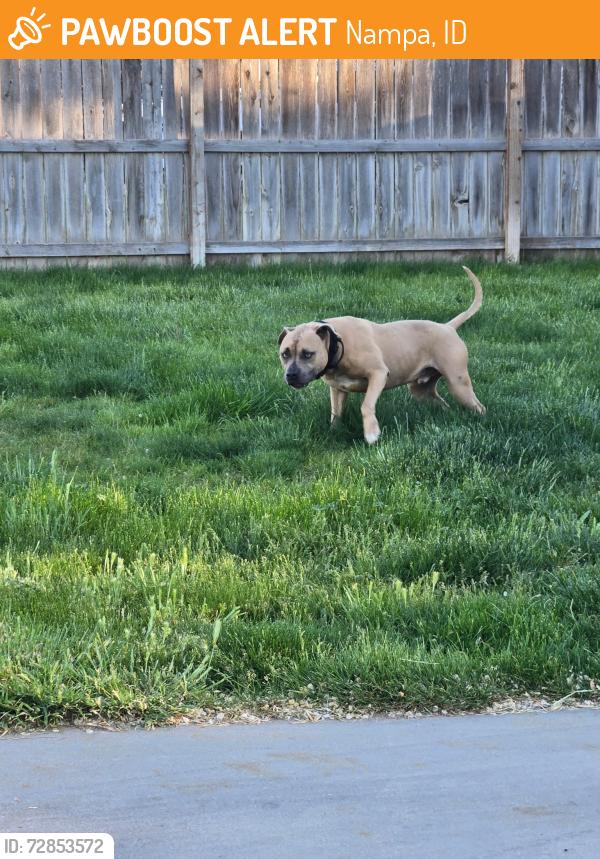 Found/Stray Male Dog last seen Sunny lane, Nampa Idaho , Nampa, ID 83651