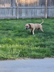 Found/Stray Male Dog last seen Sunny lane, Nampa Idaho , Nampa, ID 83651