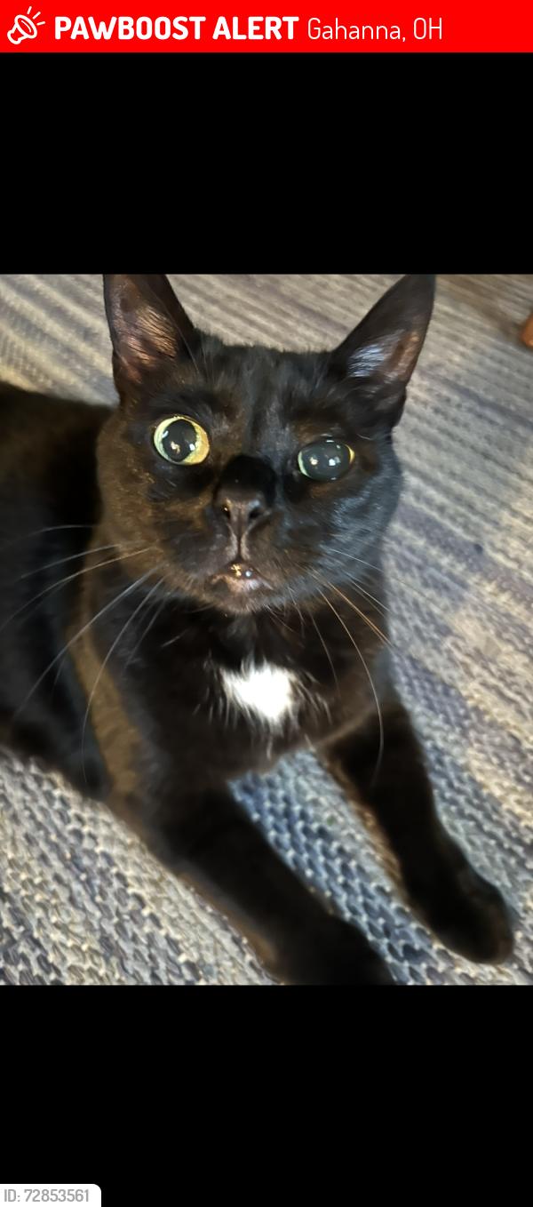 Lost Female Cat last seen Theori Ave., Gahanna, OH 43230