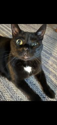 Lost Female Cat last seen Theori Ave., Gahanna, OH 43230