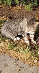 Found/Stray Unknown Cat last seen S birch Street and Ohio , Glendale, CO 80246