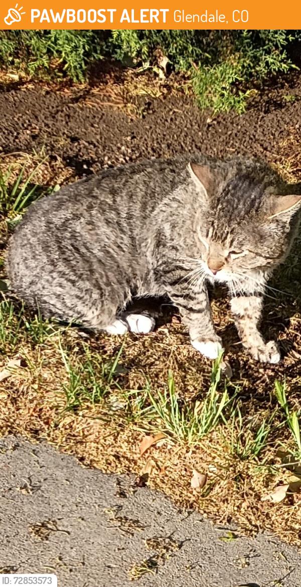 Found/Stray Unknown Cat last seen S birch Street and Ohio , Glendale, CO 80246