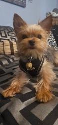 Lost Male Dog last seen Eugenia Dr and Fairview Dr, Fontana, CA 92336