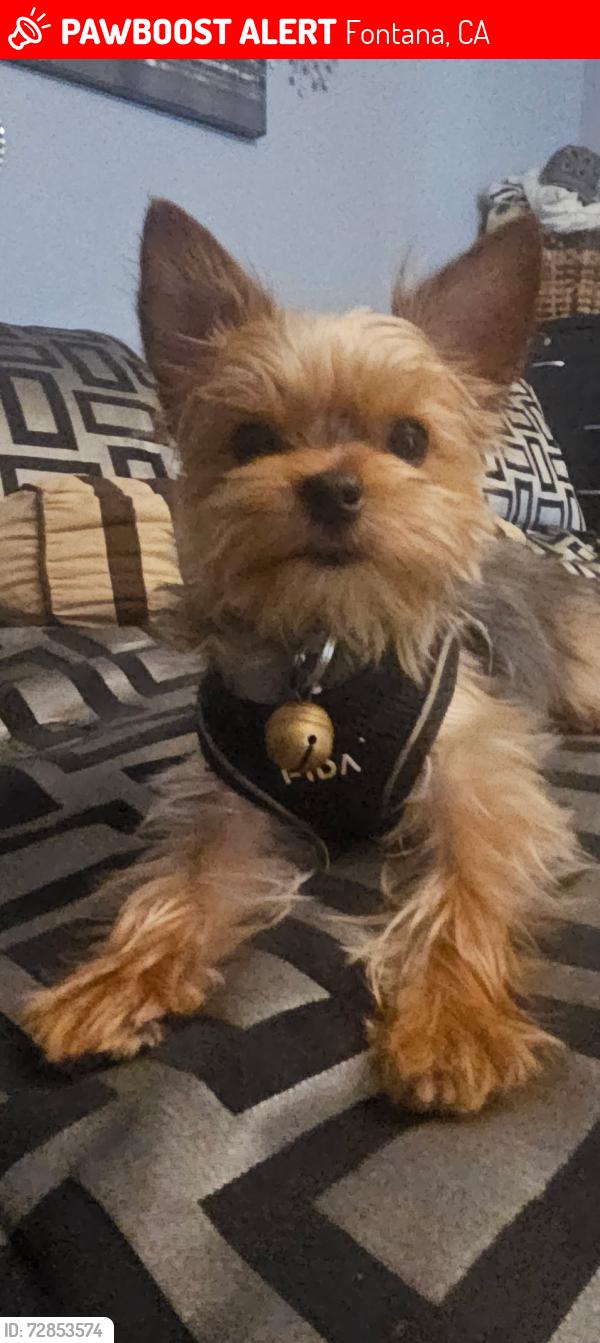 Lost Male Dog last seen Eugenia Dr and Fairview Dr, Fontana, CA 92336