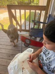 Lost Male Dog last seen Robin lane/ Terri Lane , Magnolia, TX 77355