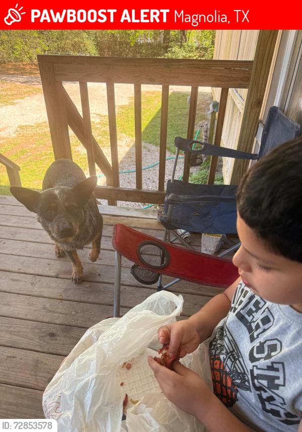 Lost Male Dog last seen Robin lane/ Terri Lane , Magnolia, TX 77355