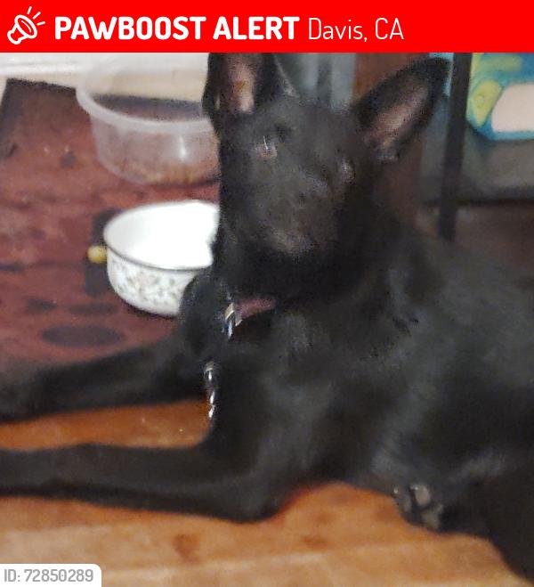 Lost Female Dog last seen Davis St , Davis, CA 95617
