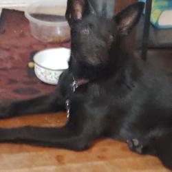 Lost Female Dog last seen Davis St , Davis, CA 95617
