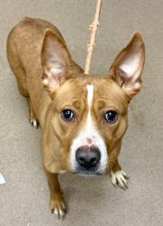 Shelter Stray Female Dog last seen Near Blazing Pine Path, 30034, GA, Atlanta, GA 30341