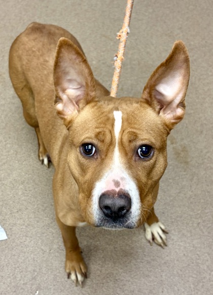 Shelter Stray Female Dog last seen Near Blazing Pine Path, 30034, GA, Atlanta, GA 30341