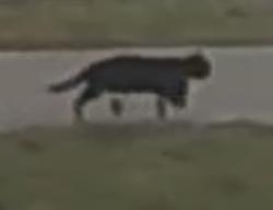 Found/Stray Unknown Cat last seen Pebble creek way and briar stone , Alvarado, TX 76009