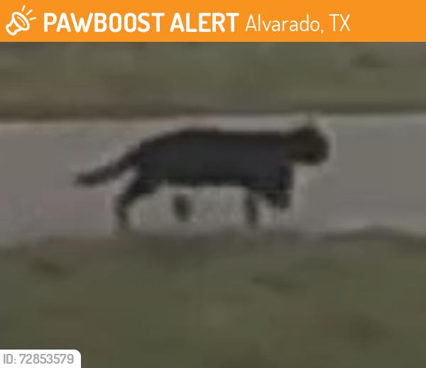 Found/Stray Unknown Cat last seen Pebble creek way and briar stone , Alvarado, TX 76009