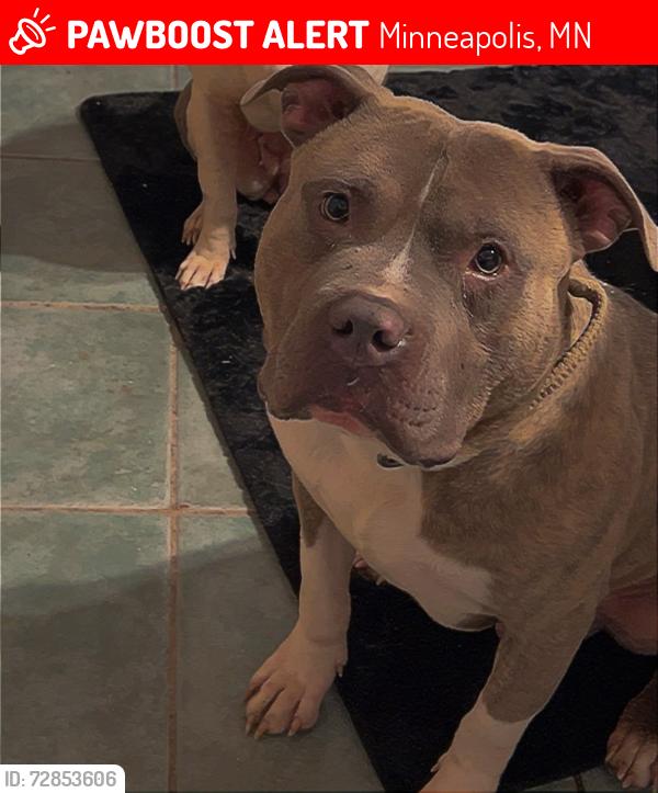 Lost Male Dog last seen 29th and Pillsbury , Minneapolis, MN 55408