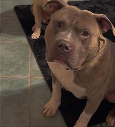 Lost Male Dog last seen 29th and Pillsbury , Minneapolis, MN 55408