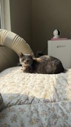 Lost Female Cat last seen targee kootai targee, Boise, ID 83705