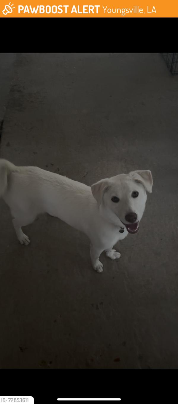 Found/Stray Female Dog last seen Youngsville , Youngsville, LA 70592