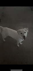 Found/Stray Female Dog last seen Youngsville , Youngsville, LA 70592