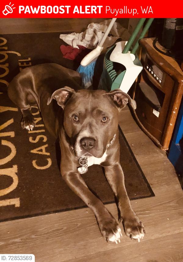 Lost Male Dog last seen 113th avenue E, 164th street E off of 110th street, Puyallup, WA 98374