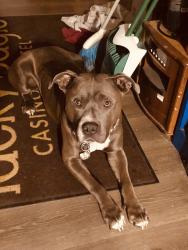Lost Male Dog last seen 113th avenue E, 164th street E off of 110th street, Puyallup, WA 98374