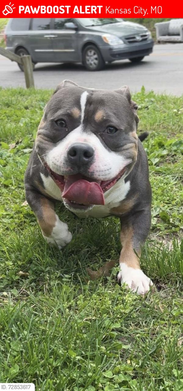 Lost Male Dog last seen 23rd and Hardesty ave , Kansas City, MO 64127